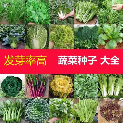 蔬菜种子大全甜瓜生菜菠