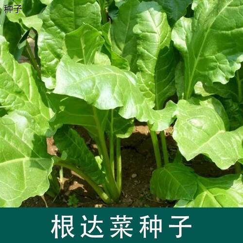 根达菜种子籽耐热耐寒盆