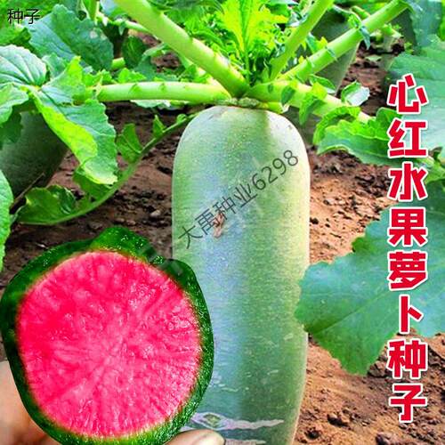 生吃水果萝卜种子种籽青