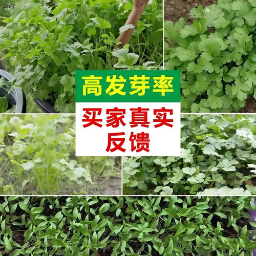 速生大叶香菜籽菜种子四