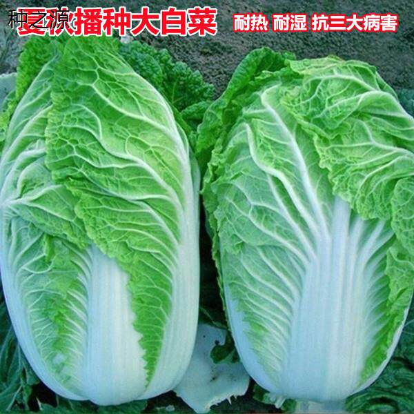 抗热大白菜种子夏季秋季耐湿耐热夏阳白50天结球2元好物包邮0.01