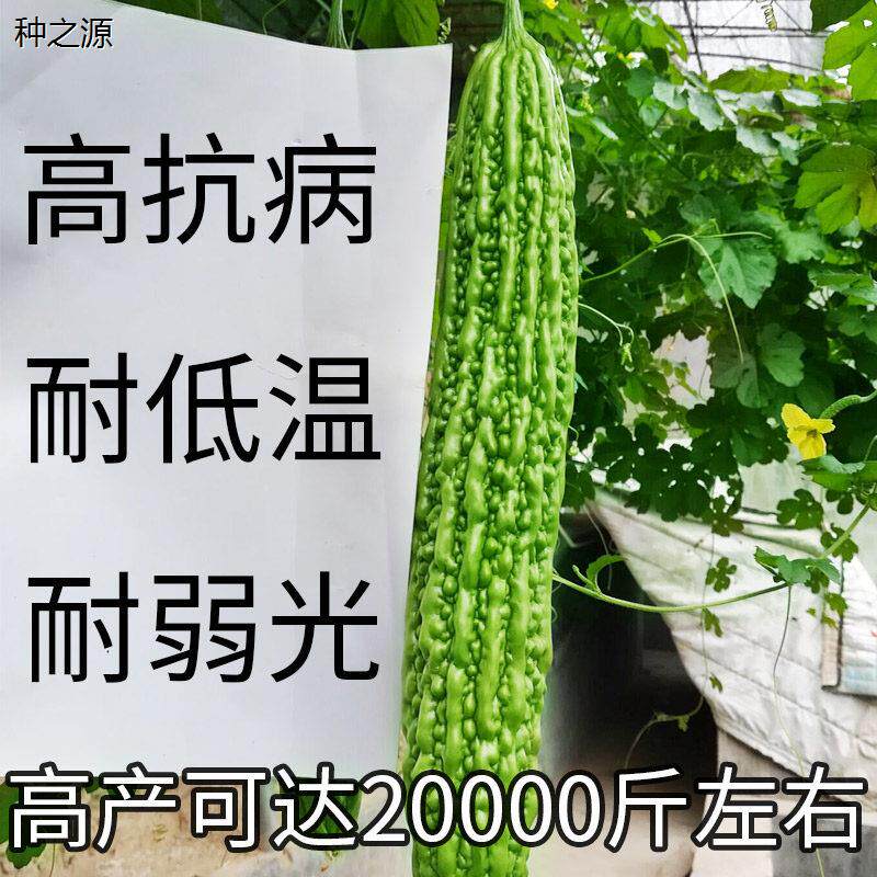 四季播苦瓜种子 阳台蔬菜疙瘩绿 高产家庭早熟耐2元好物包邮0.01