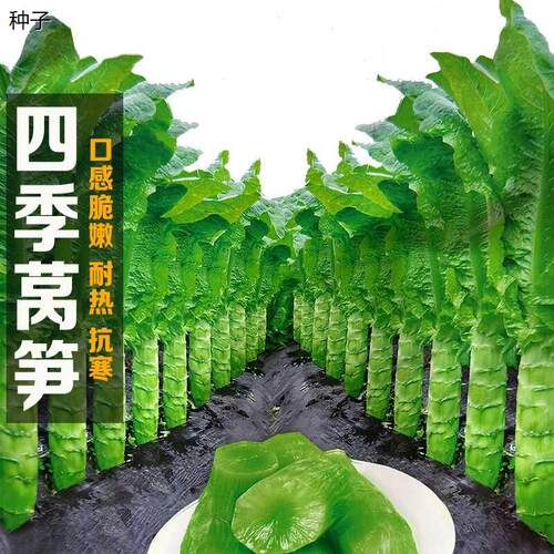 秋冬季窝笋菜种籽种香莴