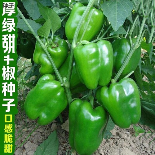 厚皮甜椒种子微辣不辣的