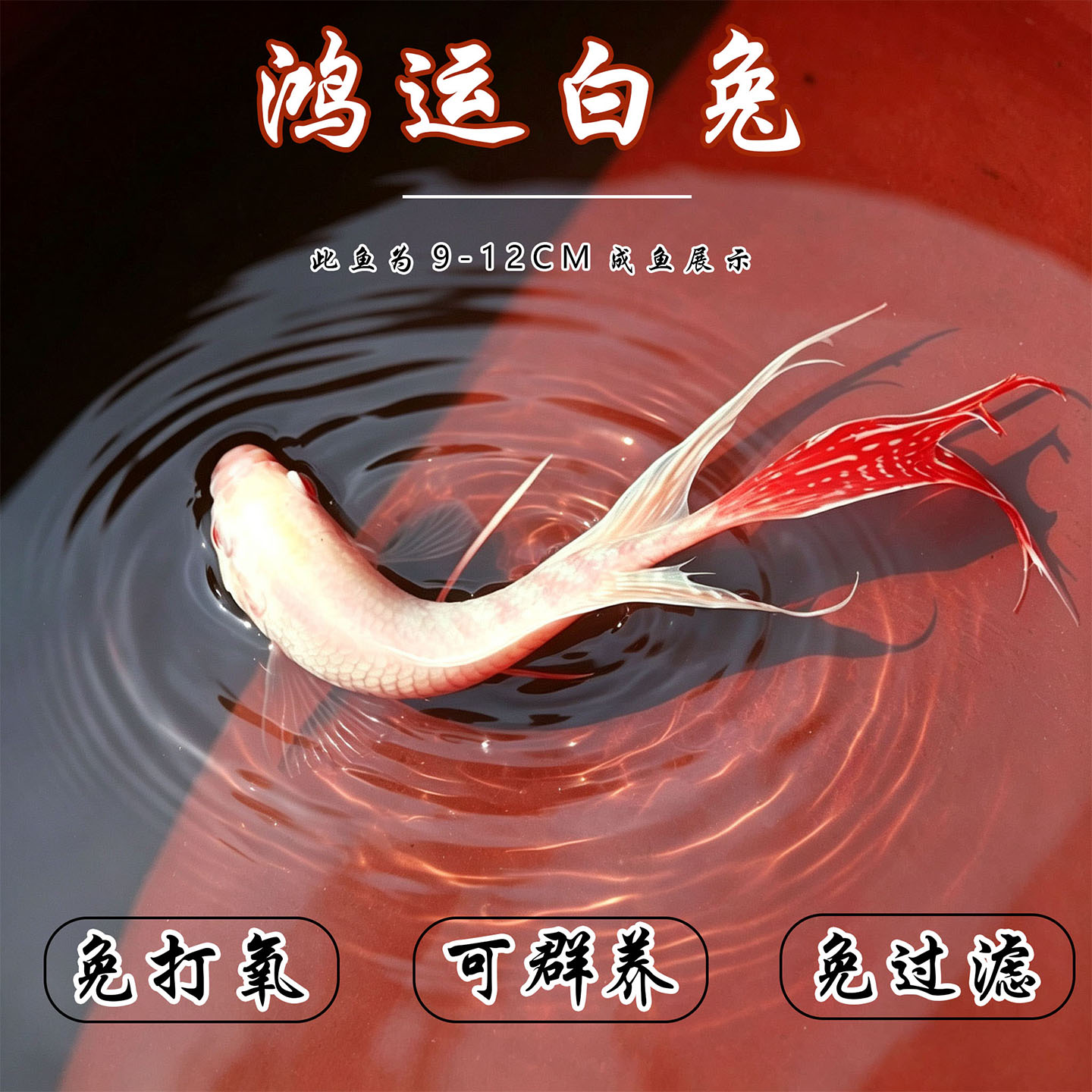 斗鱼鸿运白兔免打氧过滤群养