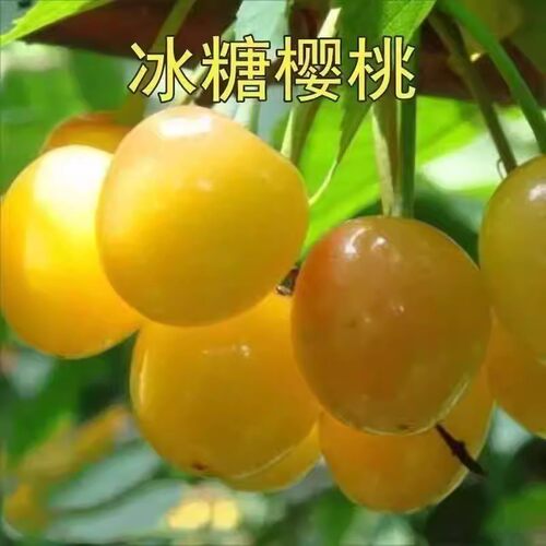 特大冰糖樱桃树苗嫁接南方