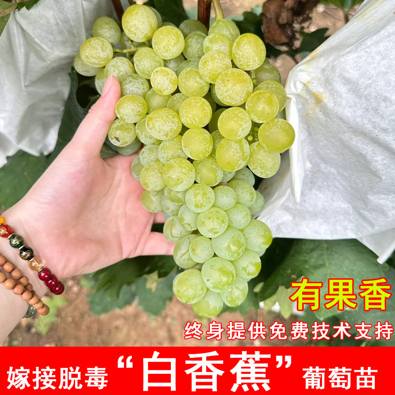 嫁接白香蕉葡萄苗老品种耐
