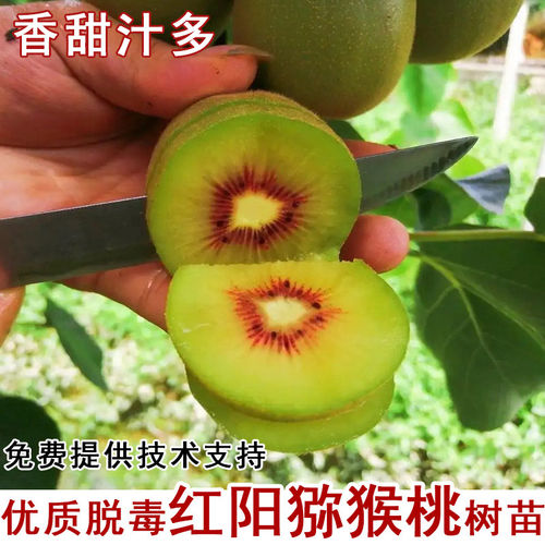 红阳猕猴桃树苗嫁接心奇异