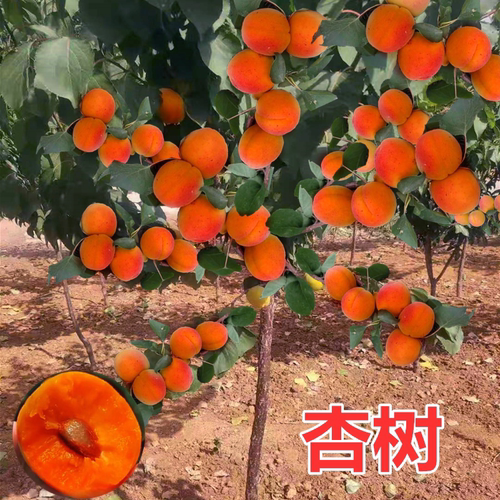 杏树果苗嫁接盆栽活庭院种