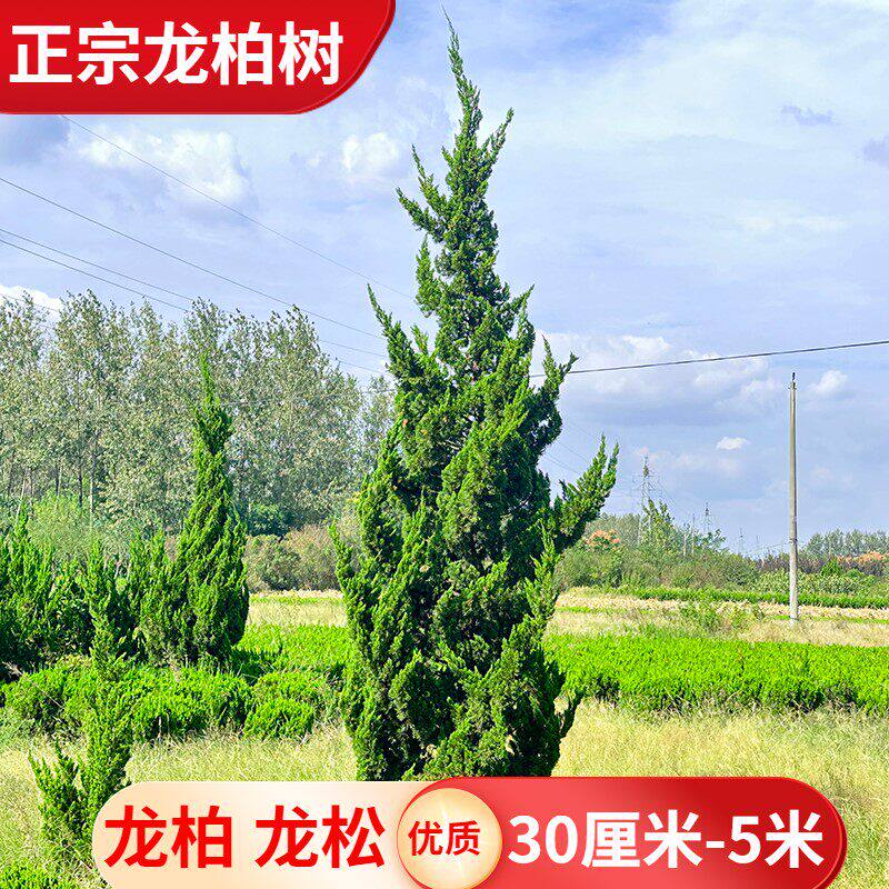 树苗 火焰松 龙松树苗小绿化道路小区绿化绿篱篱笆四季青