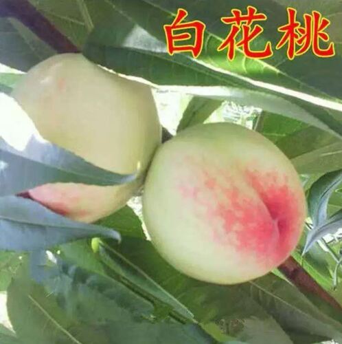 嫁接白花桃果树苗五月红庭
