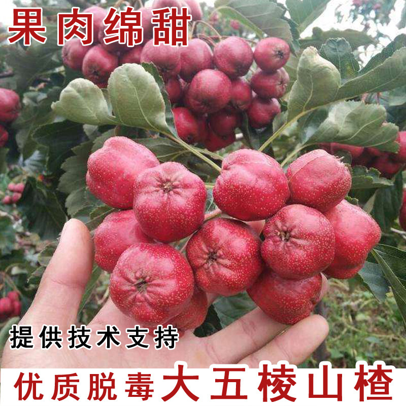大五棱山楂树苗嫁接山楂树活苗盆栽庭院地栽南北方种植当年结果苗