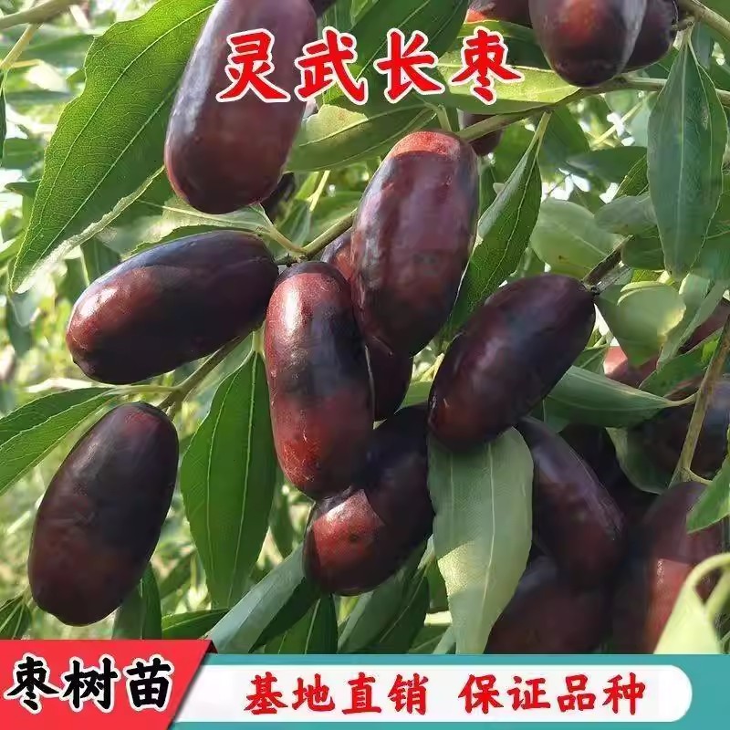 嫁接正宗灵武长枣树苗 特大嫁接枣树活苗超甜 冰糖大枣枣子果树苗