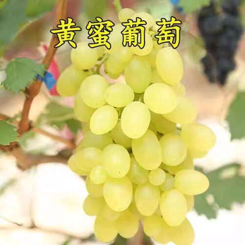 果树苗黄蜜葡萄提嫁接小蜂