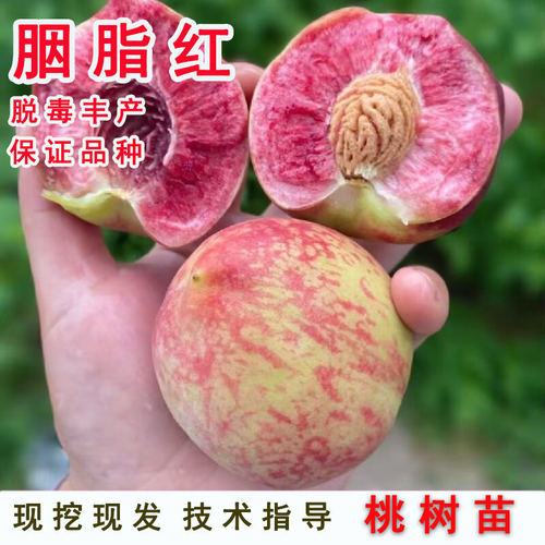 老品种红肉血桃子果苗湖北