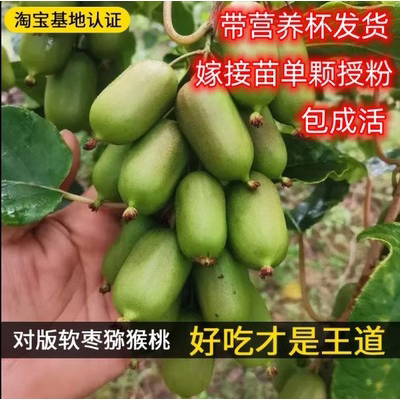 软枣猕猴桃树果苗盆栽地正图片