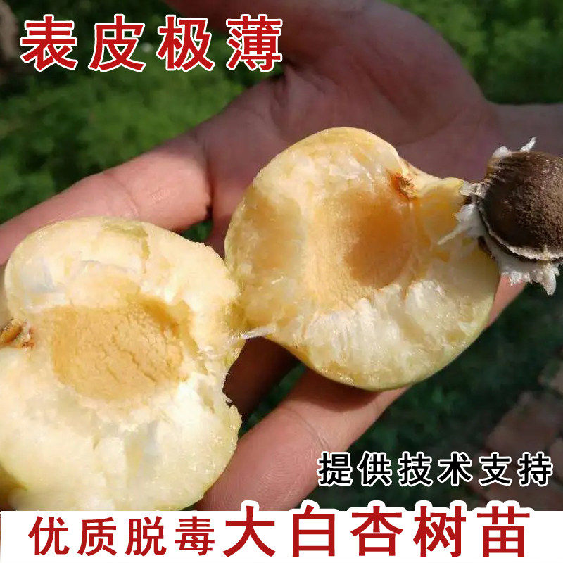嫁接白水杏树苗大白杏甜杏树活苗南方北方庭院种植当年结果果树苗