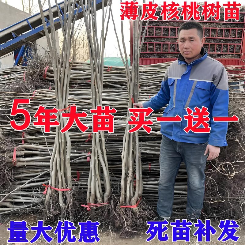 核桃树苗地栽嫁接果活纸皮图片
