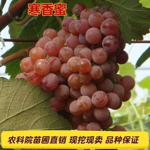 新品种四水果季寒香蜜葡萄
