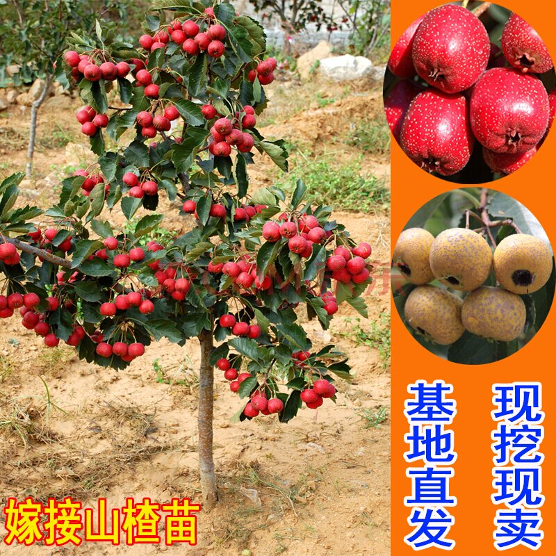 山楂树活苗嫁接盆栽地栽大金星甜红子山楂苗南方北方种植山楂树苗