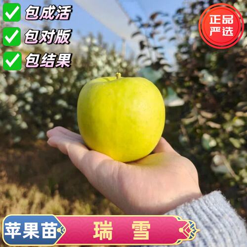 嫁接耐寒瑞雪苹果树苗阳台