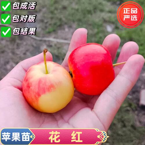 抗冻花红果树苗糖心沙东北