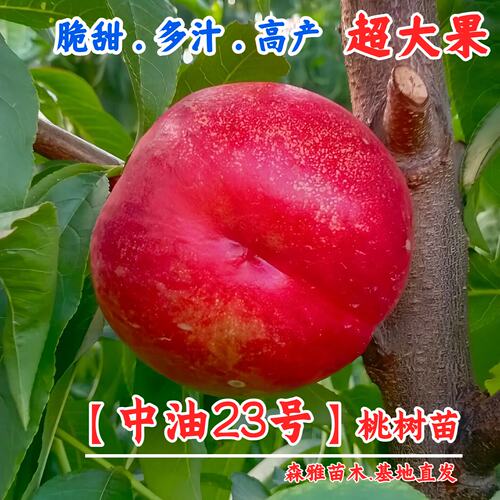 新品种油桃树果苗5月成熟