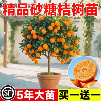 广西嫁接砂糖桔子树苗室内