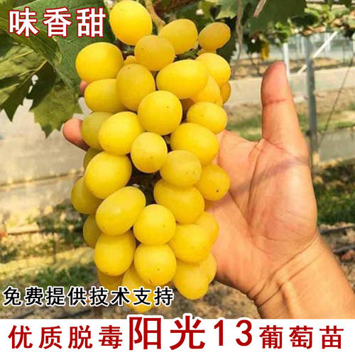 嫁接黄金阳光玫瑰葡萄树苖