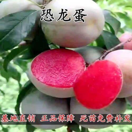 美国恐龙蛋红心李子树嫁接