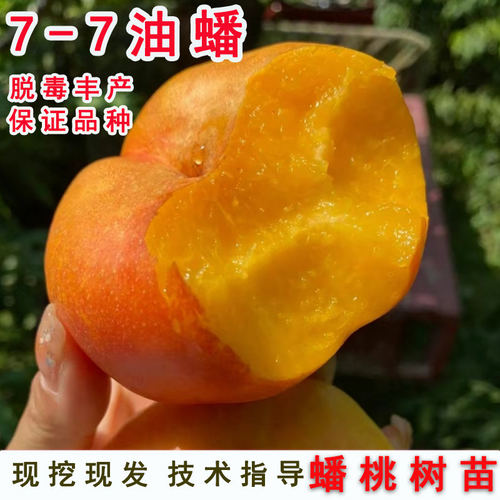 黄蟠桃树苗嫁接油7-7中9号