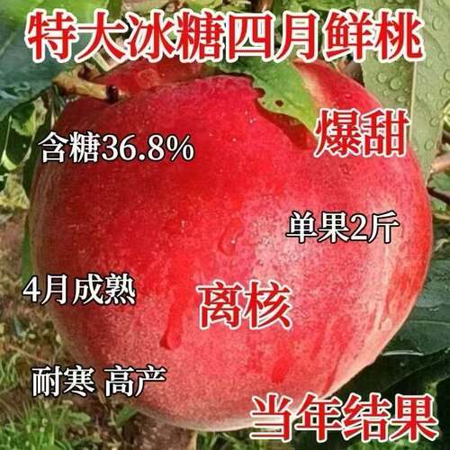 早熟桃树果苗嫁接新品种冰