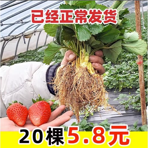 四季草莓苗盆栽带土带花带果南方露天种植食用奶油红颜大棚栽秧苗
