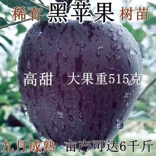 特大冰糖心黑苹果树苗嫁接
