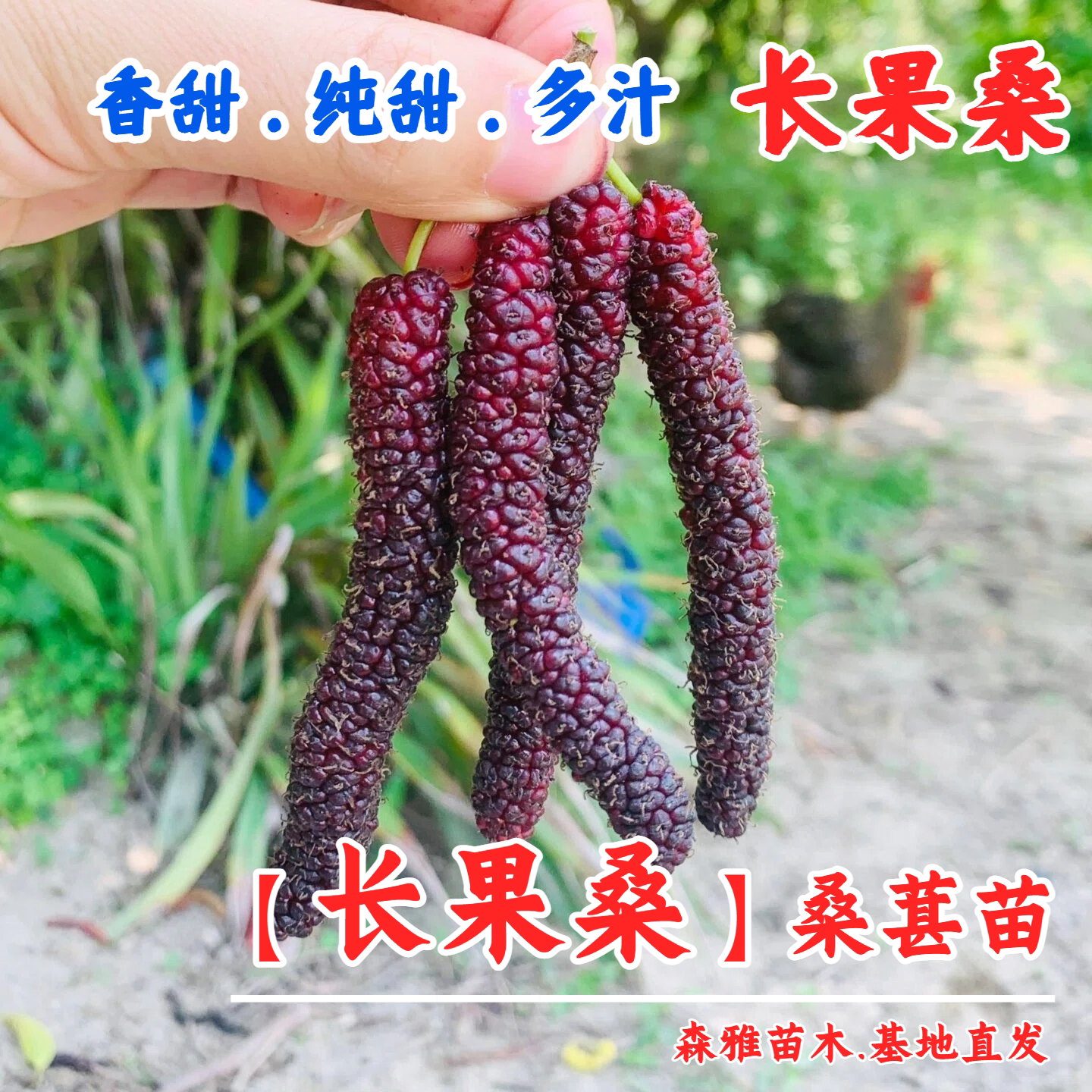台湾长果桑树苗嫁接果苗南北四季种植地栽盆栽果树桑葚苗果树苗