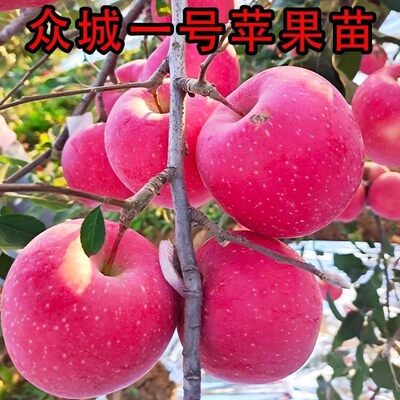 正宗众成一号苹果树苗嫁接