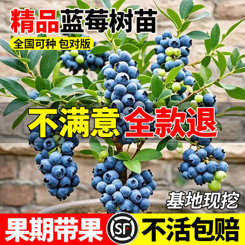 蓝莓树果苗盆栽地带大南北
