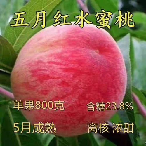 嫁接五月红水蜜桃庭院盆栽