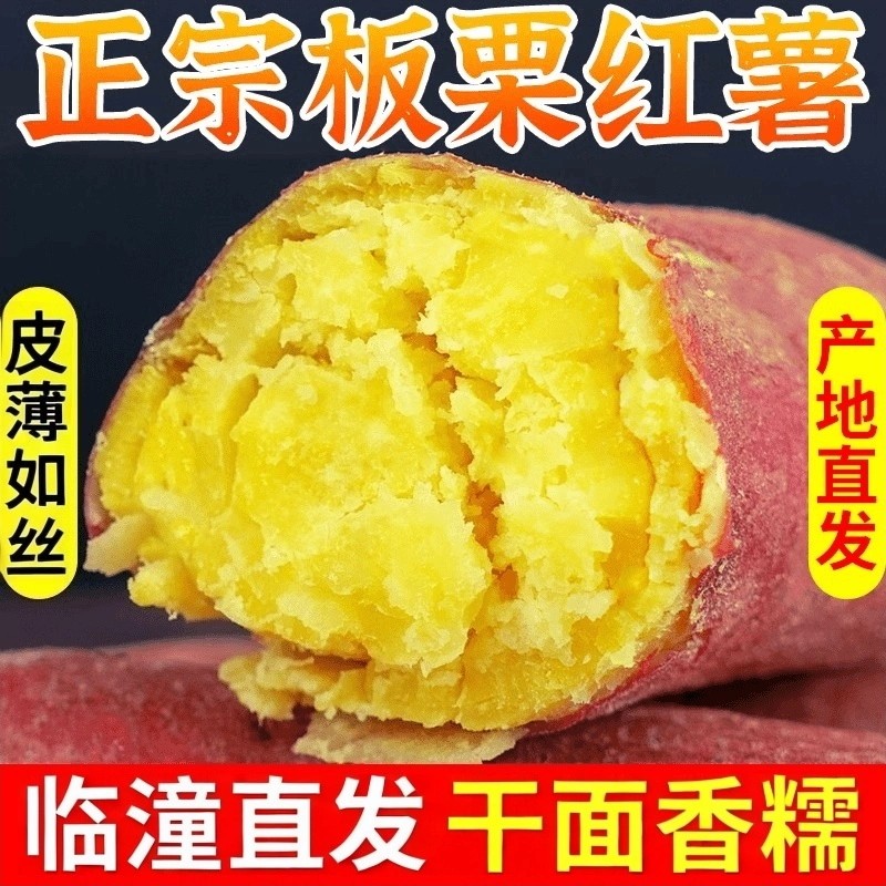 陕西正宗临潼板栗红薯沙地现挖图片