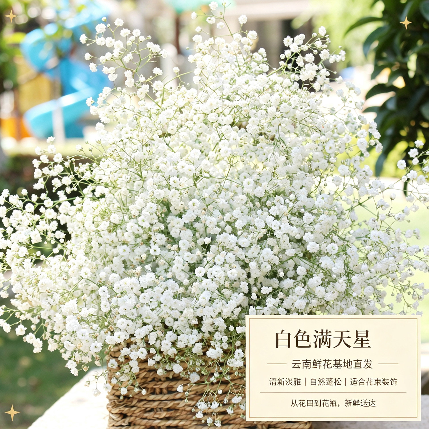 云南满天星超大束鲜切花