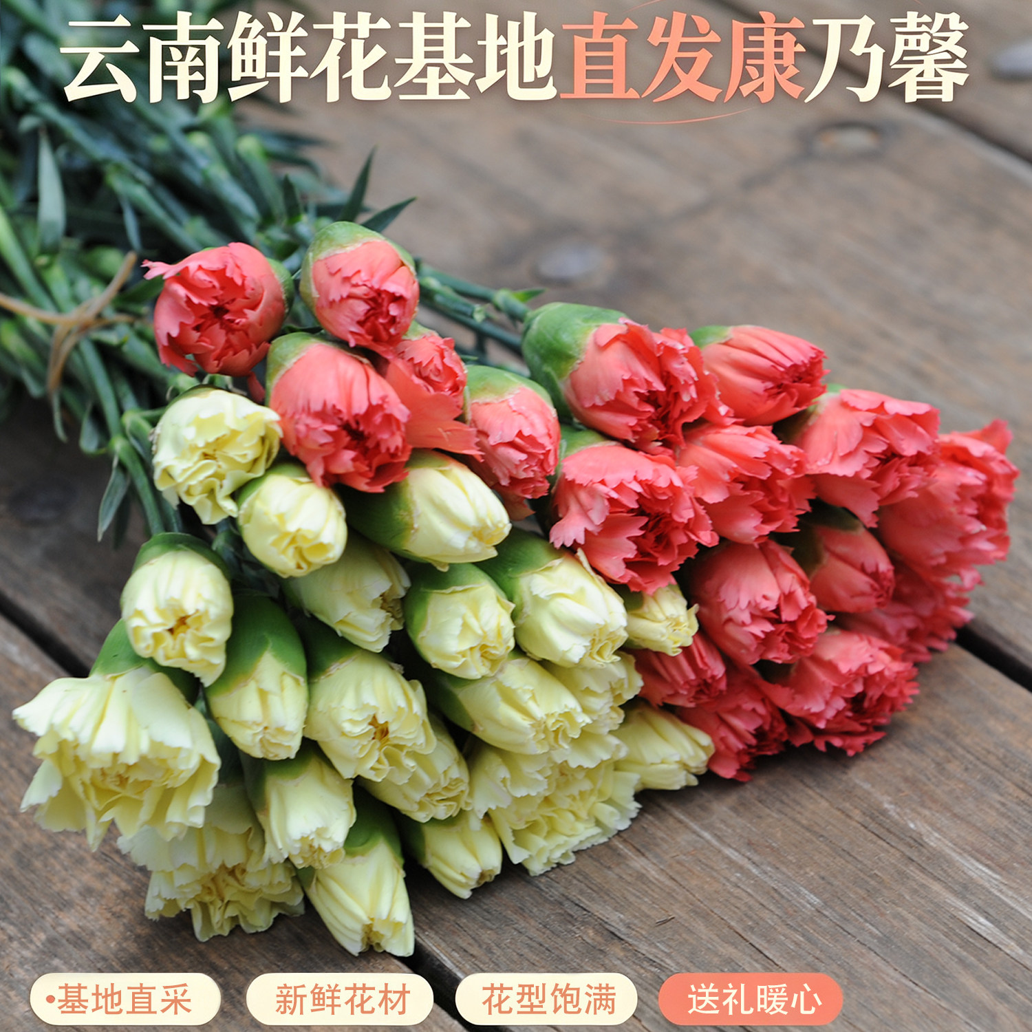 云南昆明康乃馨20枝速递包邮