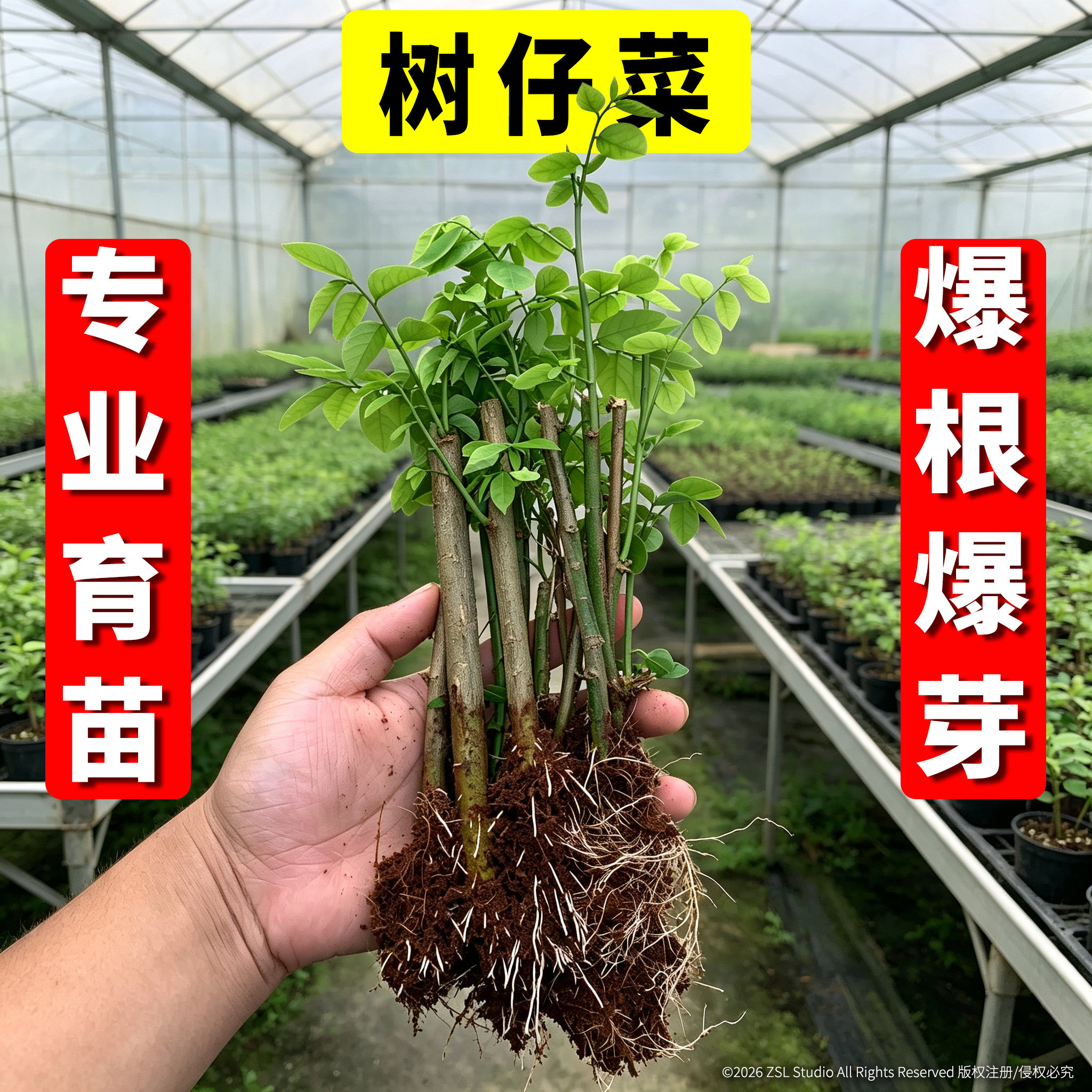广东潮汕菜新鲜树仔菜 盆栽树仔菜苗 海南野菜苗绿植泰国枸杞带根
