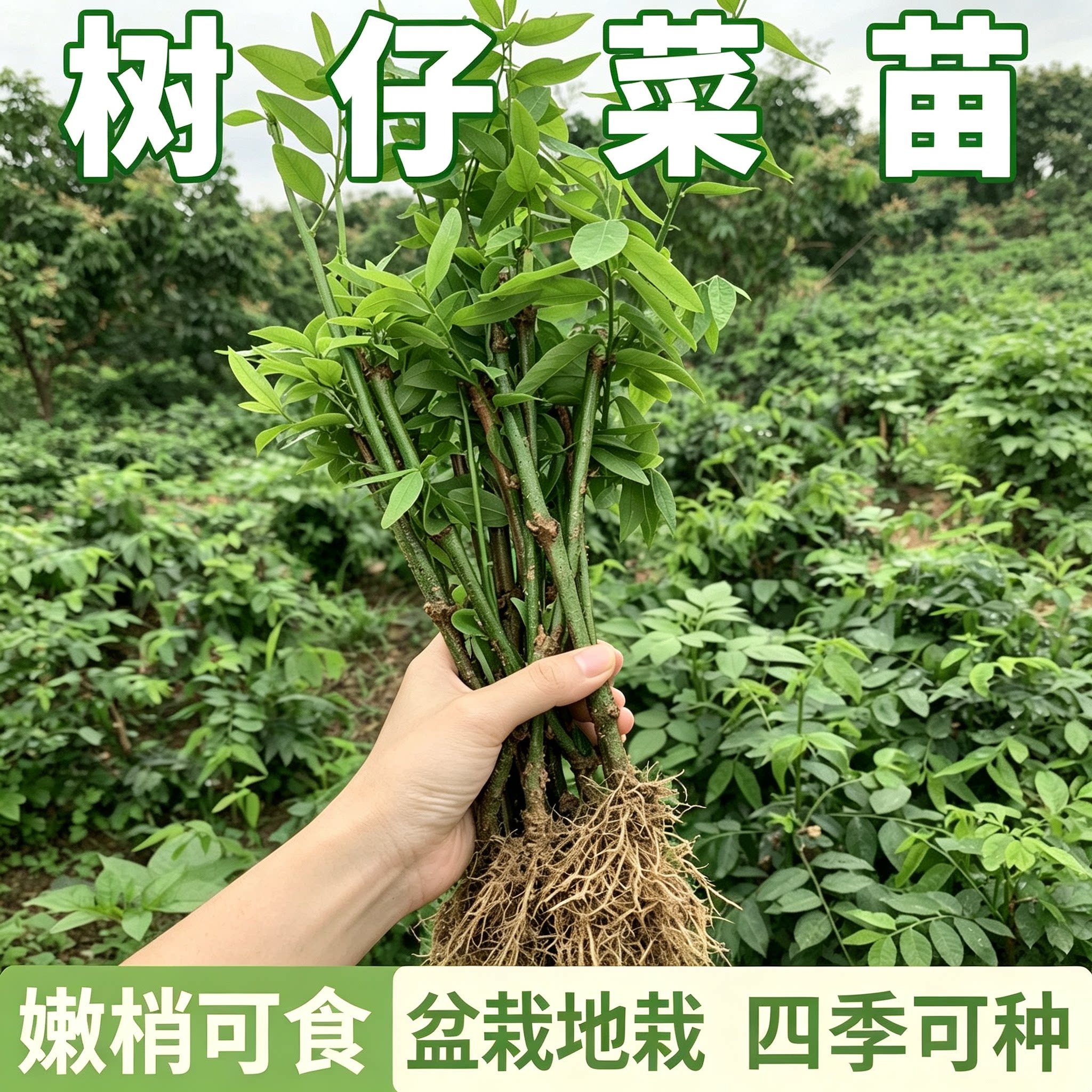 树仔菜苗批发秧苗春季广东当季天绿香野菜阳台种菜盆栽四季南方