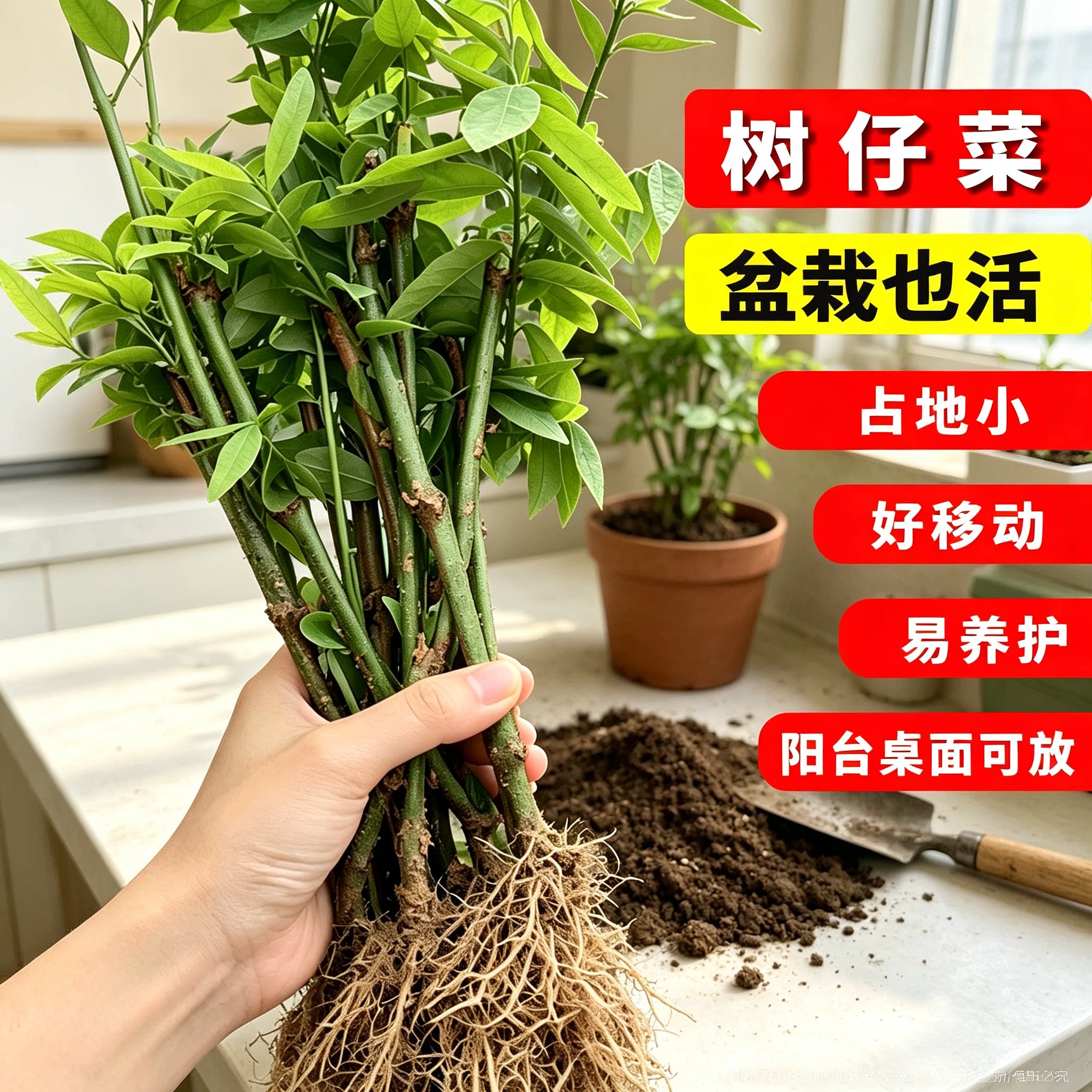 广东当季菜苗树仔菜苗海南野菜苗潮汕树菜天香绿阳台种植蔬菜盆栽