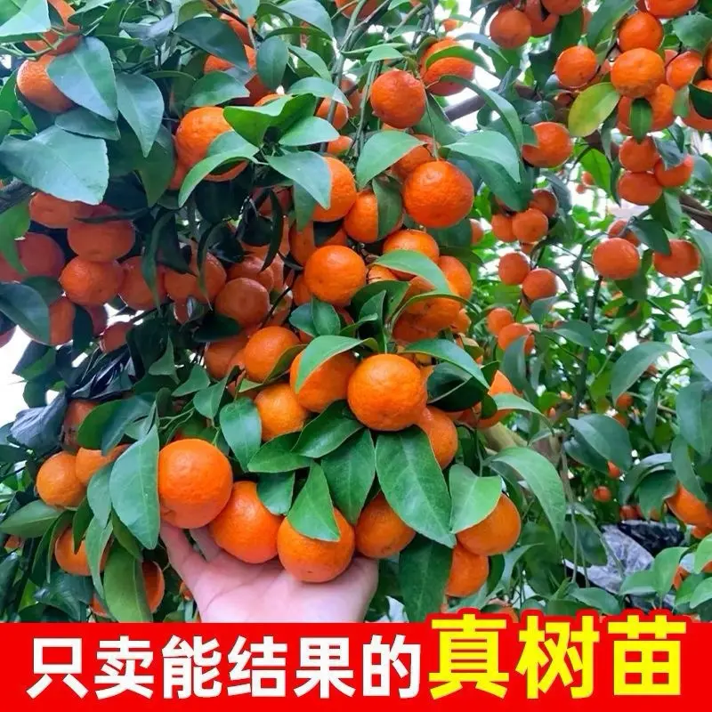 【下单立减50】无籽砂糖桔树苗盆栽地栽砂糖橘种植现挖当年结果苗