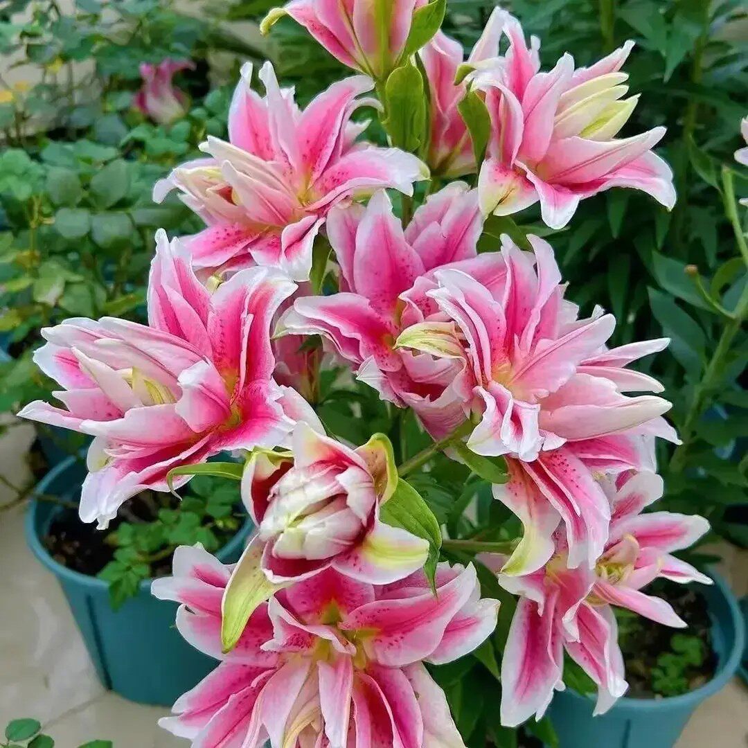 香水百合四季赏花重瓣大花朵花型阳台庭院低温春夏秋冬种植发芽ZF
