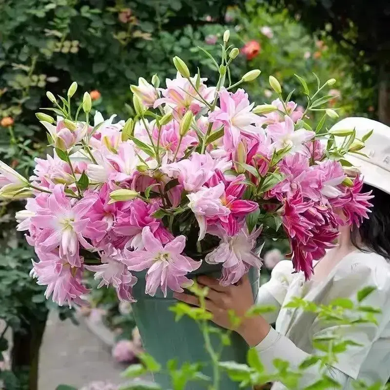 香水百合四季赏花重瓣大花朵花型阳台庭院低温春夏秋冬种植发芽ZF