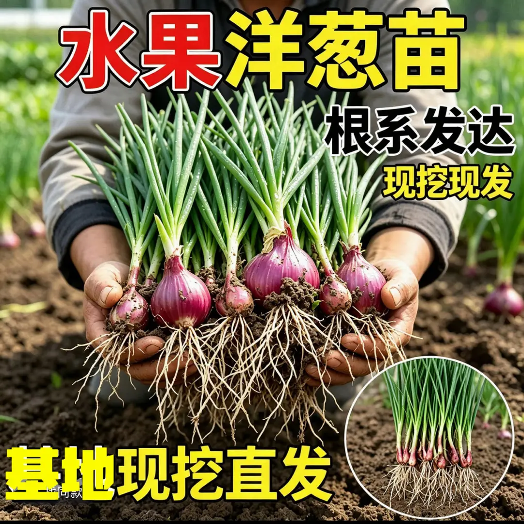 【下单立减50】耐寒紫皮水果洋葱苗 阳台小院可种 现挖现发玫瑰ZF