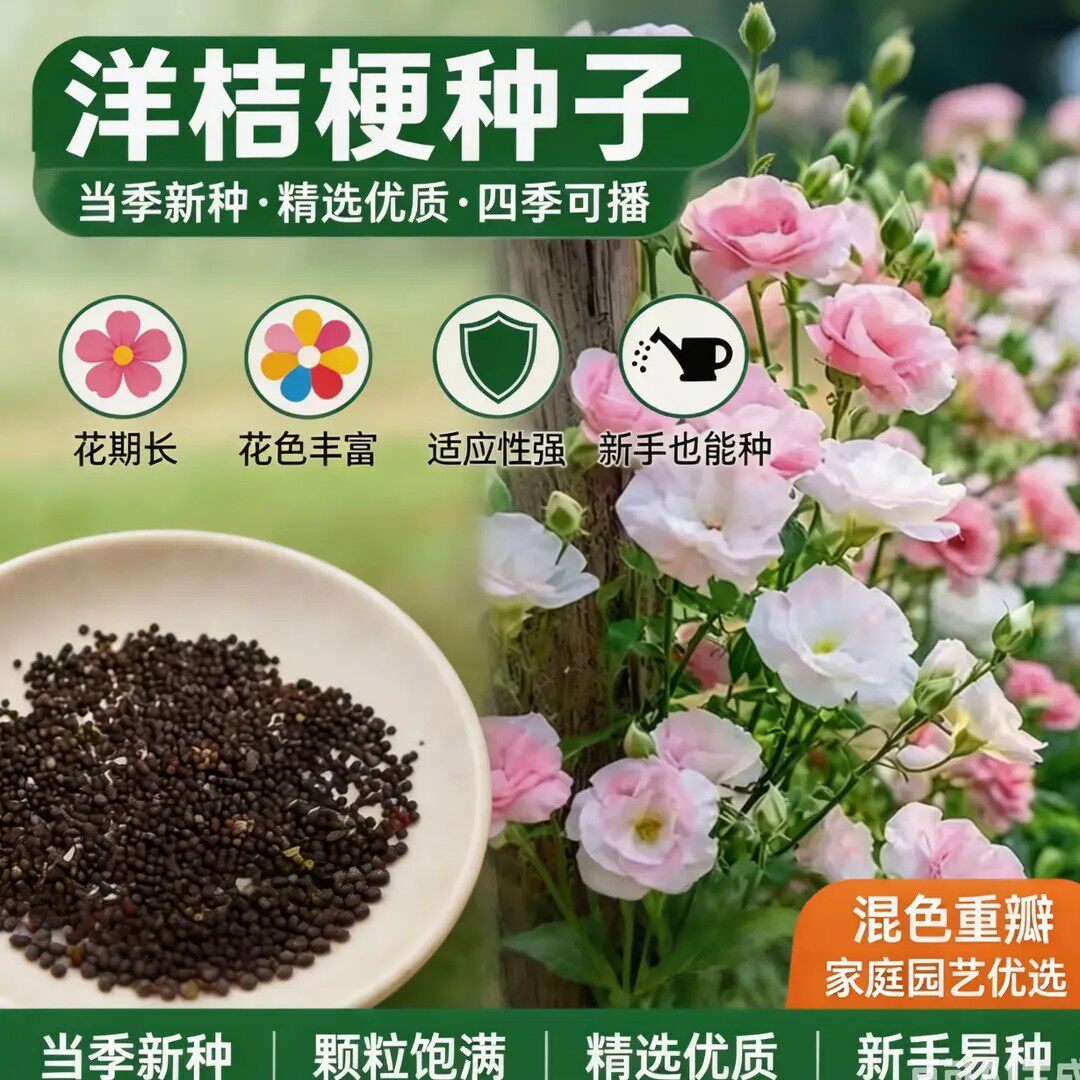 【洋桔梗种子】洋桔梗四季易活阳台庭院盆栽地栽花卉耐旱种子