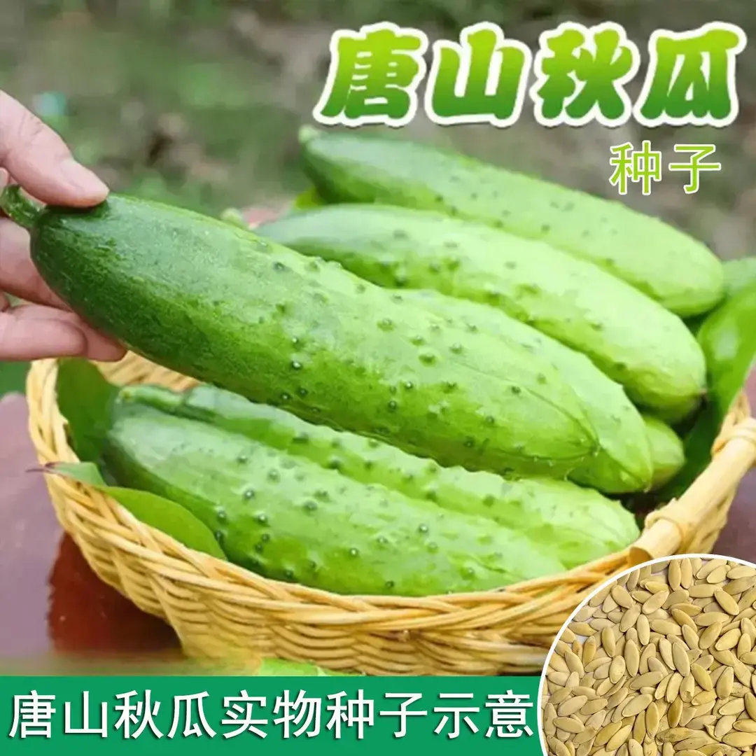 【唐山秋瓜种子】正品唐山秋瓜黄瓜阳台春秋季易播种蔬菜种玫瑰ZF